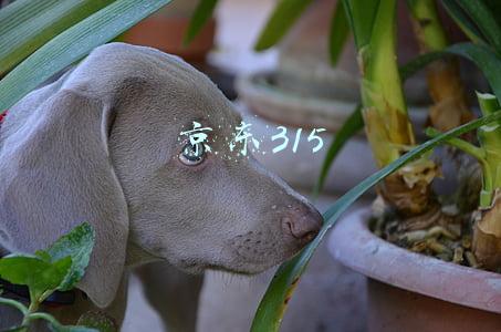 京东315是什么活动(京东联合央视推出首个315国品日)