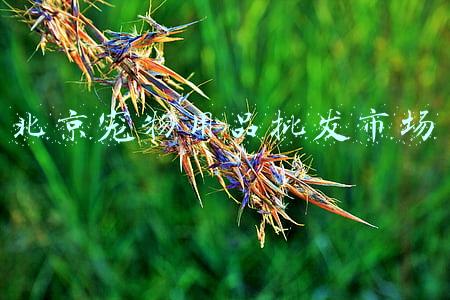 北京宠物用品批发市场