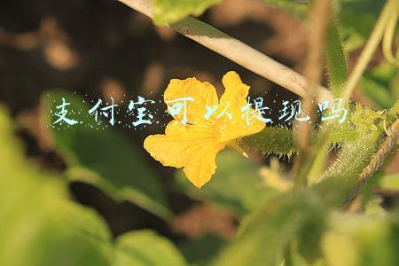 支付宝可以提现吗