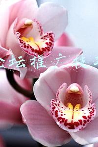 论坛推广技巧