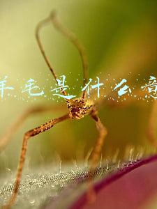 薅羊毛是什么意思