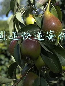 圆通快递寄件