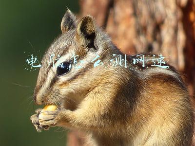 电脑怎么测网速