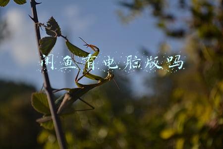 闲鱼有电脑版吗