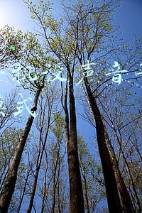 苹果手机没声音了显示耳机模式