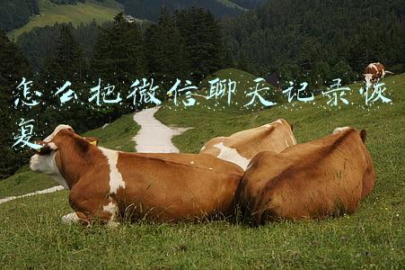 怎么把微信聊天记录恢复