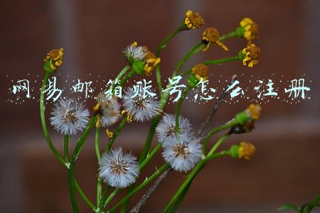 网易邮箱账号怎么注册游戏(网易这么大的一个公司，既然连人工服务都没有。还诱导用户下游戏)