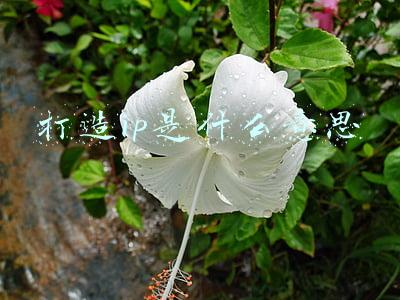 打造ip是什么意思