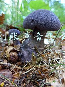 微信到账声音怎么设置