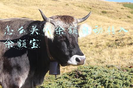 怎么关闭余额自动转入余额宝