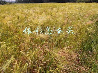 体彩怎么买怎么选号(体彩大乐透选号小技巧分享)