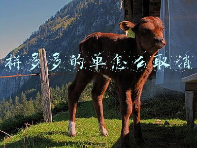 拼多多的单号阿里巴巴能用(拼多多关联公司公开“虚假运单识别”相关专利)