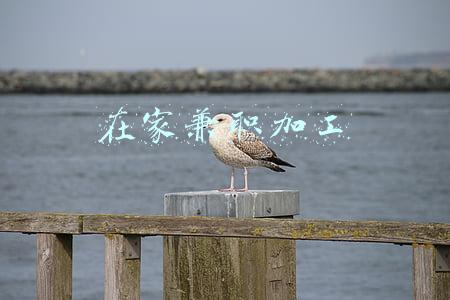 在家兼职加工