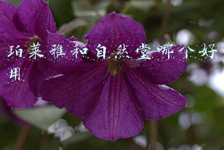 珀莱雅和自然堂哪个好用