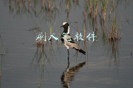 直播刷人气软件(直播间人气如何提升？)
