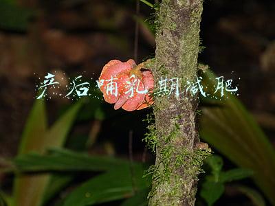 产后哺乳期上班规定(「远创社保小课堂」哺乳时间算正常工作时间吗)