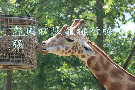 韩国护肤品排行榜10强