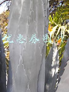 优惠券图片