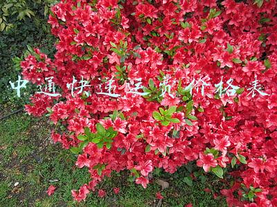 中通快递运费价格表查询(中通快递双十一涨价)