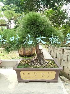 开个茶叶店大概多少钱