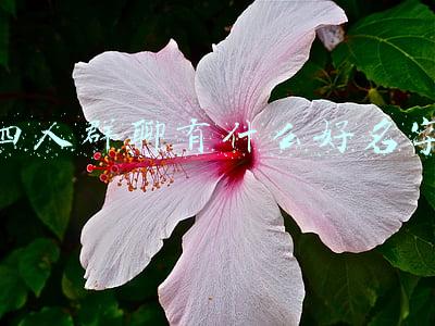 四人群聊有什么好名字 四人群聊有什么好名字