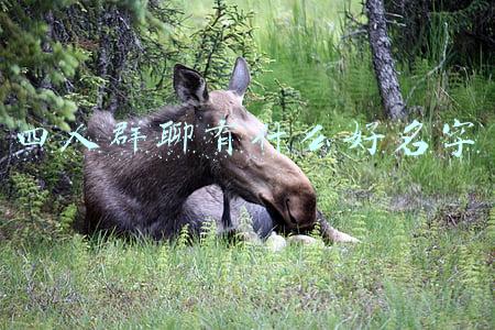 四人群聊有什么好名字
