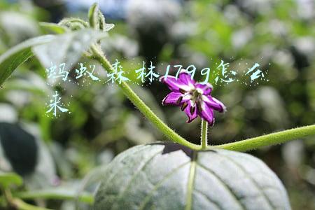 蚂蚁森林179g怎么来
