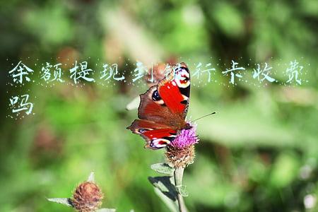 余额提现到银行卡收费吗支付宝(支付宝：收钱码提现继续免费，支付服务费最少打9折)