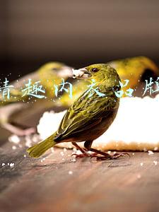 情趣内衣品牌