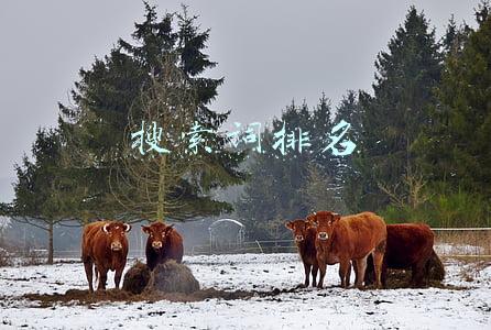 搜索词排名