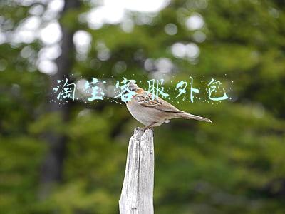 淘宝客服外包