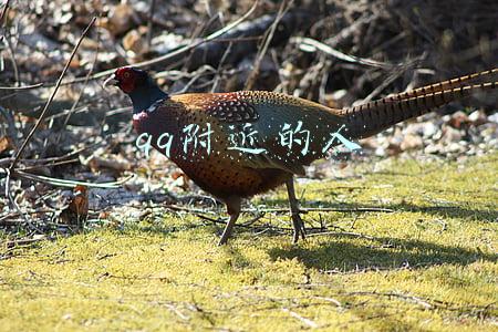 qq附近的人都是啥人(打点关系好办事？“神通广大”男子诈骗18人130余万元)