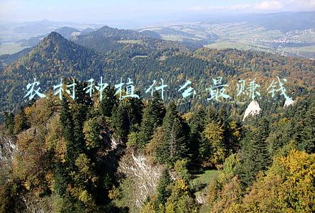 农村种植什么最赚钱