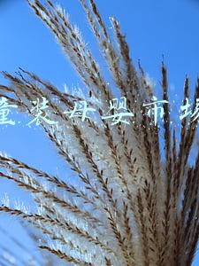 童装母婴市场