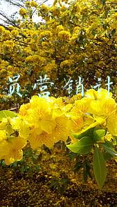 会员营销计划