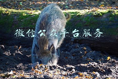 微信公众平台服务