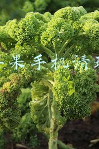 苹果手机清理灰尘(抖音超火，iPhone用Siri清理手机喇叭灰尘，新技能学起来！)