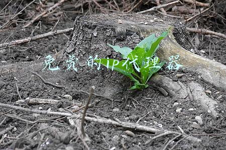 免费的ip代理器