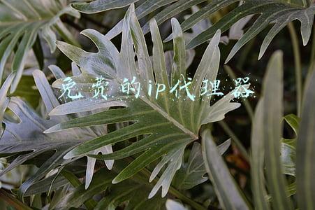 免费的ip代理器
