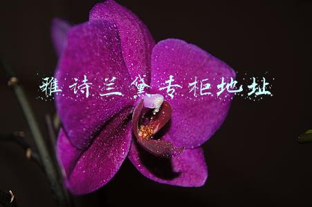 雅诗兰黛专柜地址