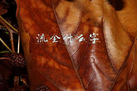 流金什么字