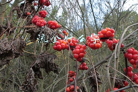 流金什么字