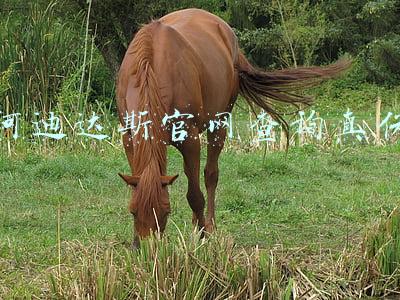 阿迪达斯官网查询真伪