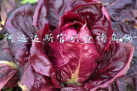 阿迪达斯官网查询真伪 阿迪达斯官网查询真伪