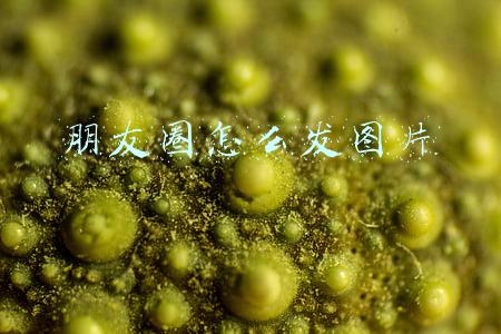 朋友圈怎么发图片
