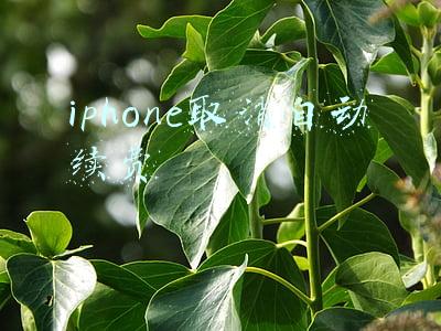 iphone取消自动续费