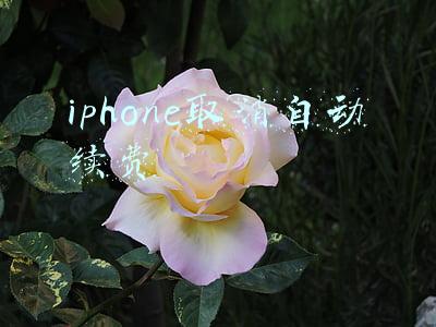 iphone取消自动续费