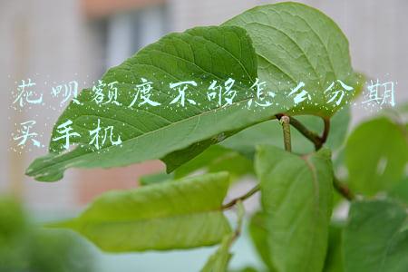 花呗额度不够怎么分期买手机
