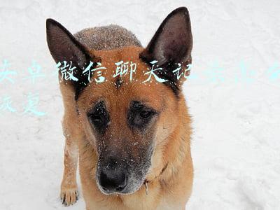 安卓微信聊天记录怎么恢复