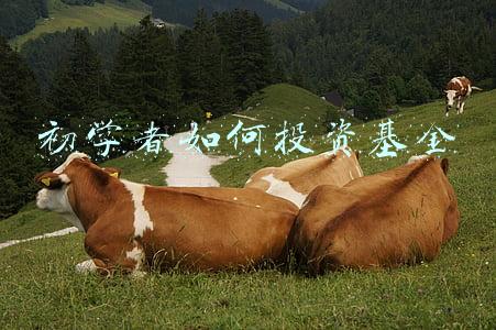 初学者如何投资基金